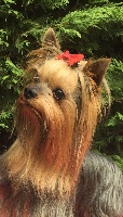 Étalon Yorkshire Terrier - Ideal first De la vierge doree