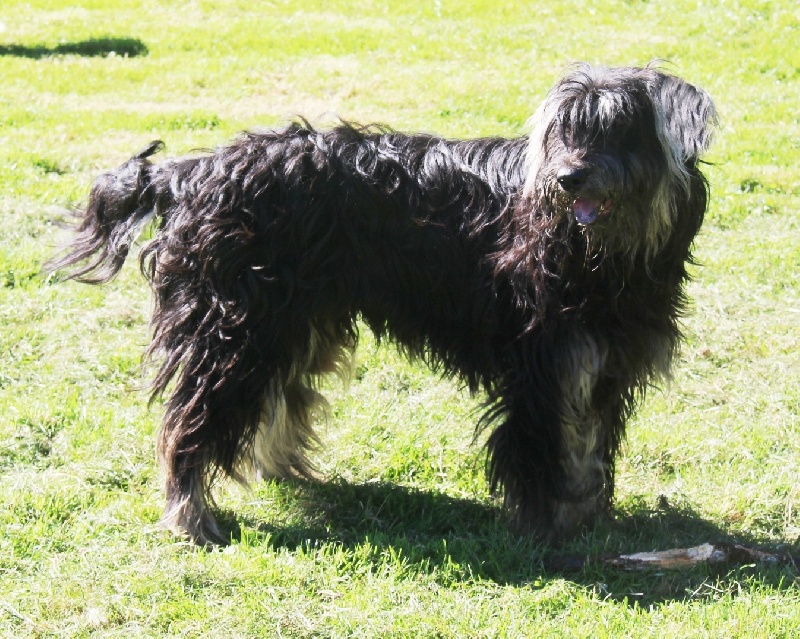 Lycos du Vanil des Artses chien de race toutes races en Lycos du Vanil des Artses chien de race toutes races en