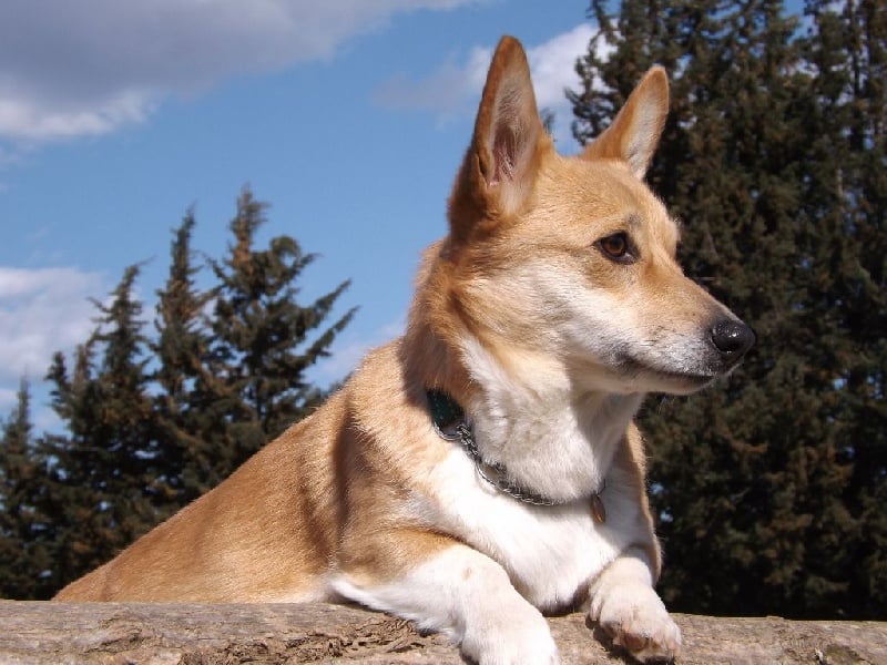Les Welsh Corgi Pembroke de l'affixe   Des Boroillots