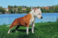 Étalon American Staffordshire Terrier - I kiss you of Ayron Star
