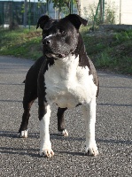 Étalon American Staffordshire Terrier - Flying black bull dit flyer from Urcos Not Dead