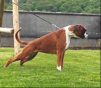 Étalon Boxer - CH. Leeloo des Jardins de Passiflore