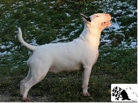 Étalon Bull Terrier - Ayahuasca Lambsbread original taste