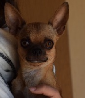 Étalon Chihuahua - Jenny Du Secret Des Dieux