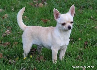 Étalon Chihuahua - My-lord-is-rich De L'isle Au Vert Coteau