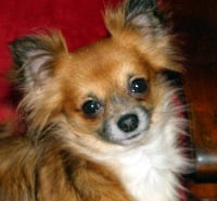Étalon Chihuahua - Eolyne's Jolie mÔme