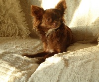 Étalon Chihuahua - Mona lisa Des P'tits Bouts De L'alba