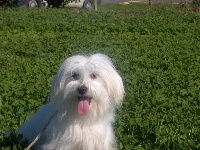 Étalon Coton de Tulear - Jezza des bois de la bro