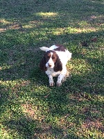 Étalon English Springer Spaniel - Hey-jude don't let me down in Shade of Pure