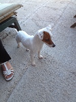 Étalon Jack Russell Terrier - Lény Du Domaine Brunemont