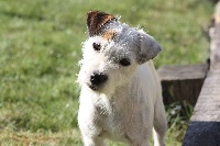 Étalon Jack Russell Terrier - CH. Blackness June
