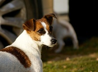 Étalon Jack Russell Terrier - Holstein of chocolate's box