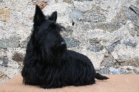 Étalon Scottish Terrier - Irinenn Des Domaines Du Roi Marc'h