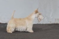 Étalon Scottish Terrier - Kinloch Lester