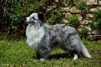 Étalon Shetland Sheepdog - Feeling blue du jardin d'Aure