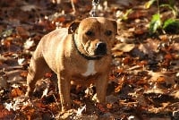 Étalon Staffordshire Bull Terrier - Irish de la maison des fées