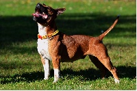 Étalon Staffordshire Bull Terrier - Everybody's Got Jayly