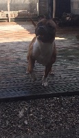 Étalon Staffordshire Bull Terrier - Jarko Du Domaine De Karistaff