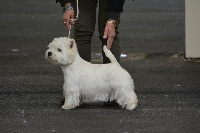 Étalon West Highland White Terrier - CH. J'y suis-j'y reste of White Thistle