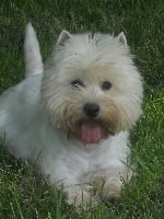 Étalon West Highland White Terrier - Alborada Serrat