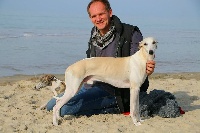 Étalon Whippet - Just-fly easy just of Cyly of Course