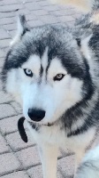 Étalon Siberian Husky - Mon chien (Sans Affixe)