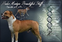 Étalon American Staffordshire Terrier - HaÏko Madgix beautyful staff