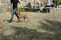 Étalon American Staffordshire Terrier - Miss sanga of Spartan Spirit