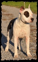 Étalon American Staffordshire Terrier - Vulcain's Canaille Jr apocalyptique success & prestige