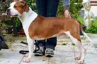 Étalon American Staffordshire Terrier - I'am Miss and Manjol