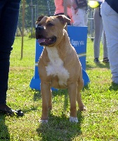 Étalon American Staffordshire Terrier - I'little star De karysha