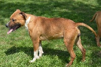 Étalon American Staffordshire Terrier - Jalinka du Domaine Passionnel d'Enzo