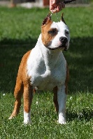 Étalon American Staffordshire Terrier - CH. Helena star of nimiloxus