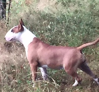 Étalon Bull Terrier - Mona lisa du moulin d'allamont