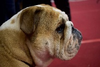 Étalon Bulldog Anglais - Lovely Of Feeling Good Bulldogs