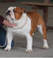 Étalon Bulldog Anglais - Lord léon des Terres d'Alforie