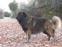 Étalon Chien de la Serra Estrela - CH. Tigre (Sans Affixe)