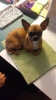 Étalon Chihuahua - Lunea Des Petits Zamours