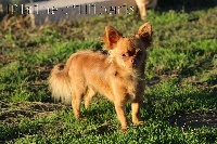 Étalon Chihuahua - movi el Edens