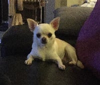 Étalon Chihuahua - Izzy Des Etoiles D'Artemis