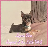 Étalon Chihuahua - Lyson blue Legend Of The Little Wolf