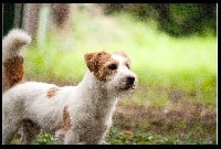 Étalon Jack Russell Terrier - The Magnificent Fox Hunter Joli coeur