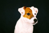Étalon Jack Russell Terrier - Joy (Sans Affixe)