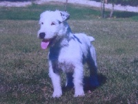 Étalon Jack Russell Terrier - Dynamite jack vom Gebrannten Walde
