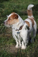 Étalon Jack Russell Terrier - Léonard du Domaine du Carpé