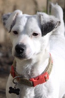 Étalon Jack Russell Terrier - Hoxy Du Domaine Des Ducs d'Aquitaine