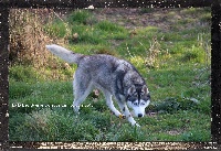 Étalon Siberian Husky - Laïta Des guerriers chippewas