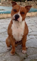 Étalon Staffordshire Bull Terrier - Red Touch's Helios