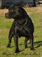 Étalon Staffordshire Bull Terrier - Mégane De la crique du Flojule