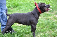Étalon Staffordshire Bull Terrier - Massalias Hasta la vista